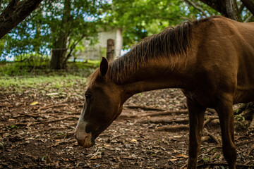 Graues Pferd