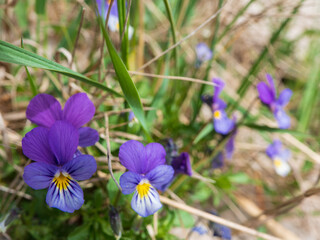 wildes Stiefmütterchen / Viola tricolor