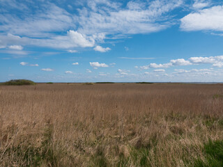 Ausblick auf ein weites Feld mit Reet vor einem sommerlichen blauen Himmel