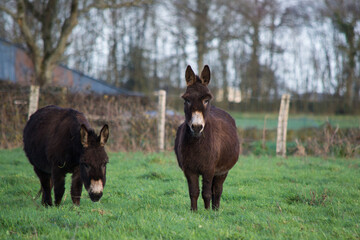 Ânes dans leur prairie