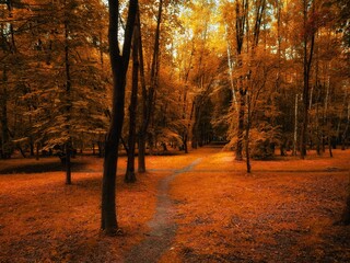 Beautiful autumn forest in golden tones. Yellow leaves on the trees. Magical morning in the forest.