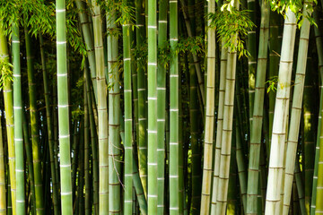 Grove of green bamboo plants