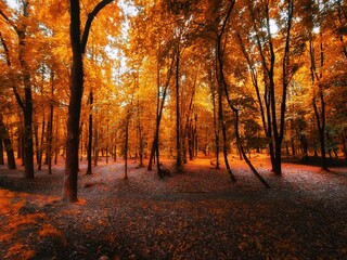 Fototapeta premium Beautiful autumn forest in golden tones. Yellow leaves on the trees. Magical morning in the forest.