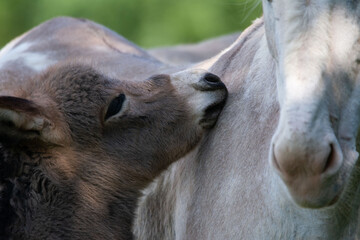 Fototapeta premium Anon dans sa prairie