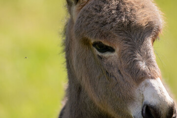 Anon dans sa prairie
