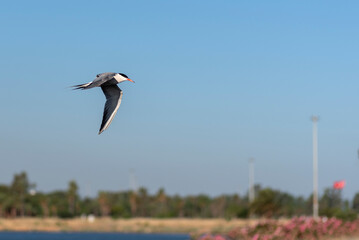 Izmir City Forest is like the lungs of the city inside the city. Here, sea terns seek food in a...