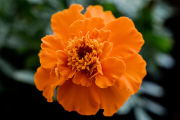 Detalle de una flor naranja de una planta Tagetes Patula, también llamada clavel de moro, damasquina o flor copete 