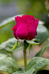 Pink rose flower. Rose flower in raindrops. Growing rose flower in a flower bed. selective focus