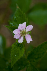 Blackberry. Blooming blackberry flower. selective focus