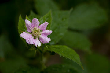 Blackberry. Blooming blackberry flower. selective focus