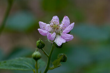 Blackberry. Blooming blackberry flower. selective focus