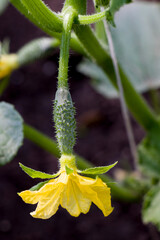 Cucumber flower. Small green cucumber. Flowers and fruits of cucumber. Selective focus.