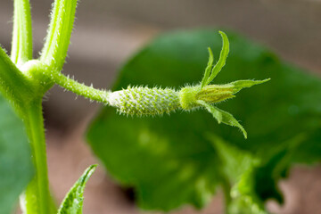  Small green cucumber. Flowers and fruits of cucumber. Selective focus.