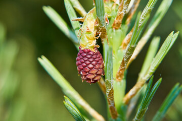 młoda szyszka sosny czarnej , Pinus nigra Arn. © Marcin Łazarczyk