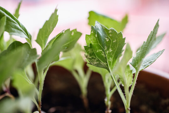 Hoja verde de una planta afectada por una plaga de insectos con manchas blancas. Mosca blanca, pulg&oacute;n, mildu. 