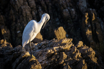 Little egret (Egretta garzetta) at Stony Point on the Whale Coast, Betty's Bay (Bettys Bay), Overberg,  Western Cape, South Africa