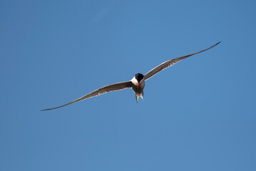 Izmir City Forest is like the lungs of the city inside the city. Here, sea terns seek food in a...