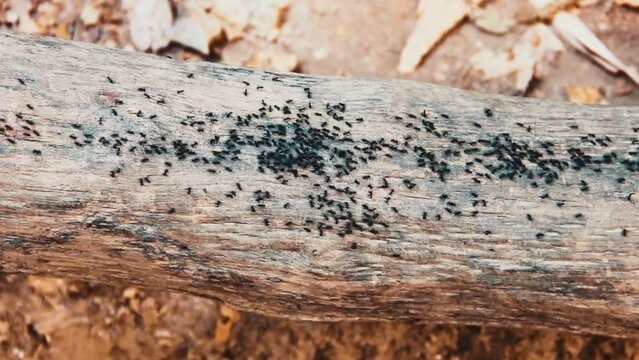 Tree ants organize a foraging road (ant trail) on the trunk of a fallen dry tree. Wintertime. Thailand, Phuket