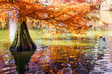 Crystal Palace pond, in the Retiro park, Madrid.