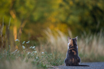 Chat