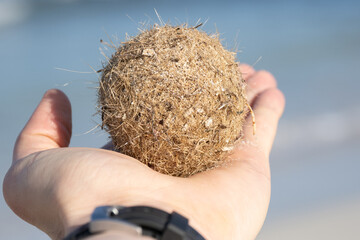 Closeup photography of one tightly packed ball of fibrous marine plant material in majority...