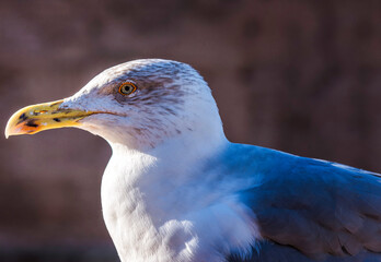 One of the seagulls that receive tourists at the Roman forum.