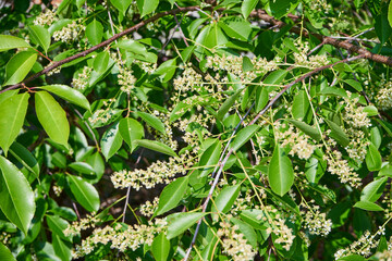Czeremcha amerykańska , czeremcha późna ,Prunus serotina  © Marcin Łazarczyk