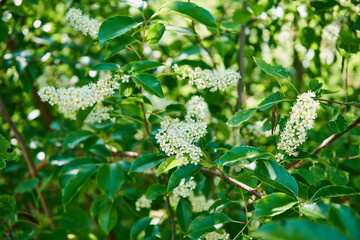 Czeremcha amerykańska , czeremcha późna ,Prunus serotina  © Marcin Łazarczyk