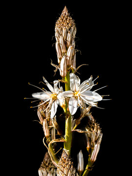 Portrait of flowers and buds of white Asphodel or Asphodelus albus isolated on black, a herbaceous plant in the order of Asparagales with similar appearance to Asphodelus cerasiferus or aestivus.