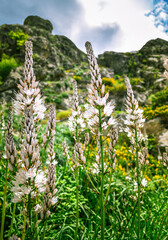 High mountain spring flowers, photograph taken in Puerto de Somosierra, Madrid.