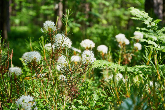 Bagno zwyczajne ,Rhododendron tomentosum Harmaja, syn. Ledum palustre L .,leśne białe kwiaty