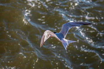 Izmir City Forest is like the lungs of the city inside the city. Here, sea terns seek food in a...