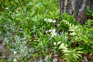 Rogownica kutnerowata, Cerastium tomentosum ,leśne białe kwiaty - obrazy, fototapety, plakaty