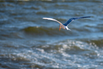 Izmir City Forest is like the lungs of the city inside the city. Here, sea terns seek food in a constant hustle and bustle.