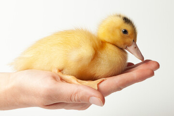 Little mulard duck in hand, close-up.