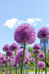 Various Allium purple flowers are growing in Boston's Public Garden.