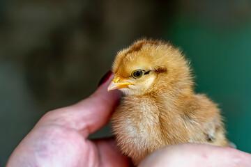 yellow-brown chick, chick sitting in arms turning its head, one-week-old chick in a woman's palms