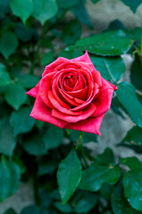 Scarlet rose in the morning sunlight, red flower, rose swaying in the wind