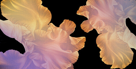 Grafika cyfrowa z motywem kwiatu irysa w odcieniach jasnej żółci i fioletu na czarnym tle, przeznaczona do druku na tkaninie, ozdobnym papierze oraz jako obraz na ścianę i fototapeta. - obrazy, fototapety, plakaty