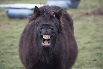 Fototapeta premium Poney dans leur prairie