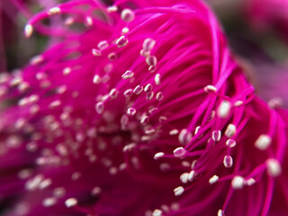 the flower petals on guava bol (Syzygium malaccense):
