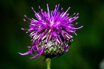 close up of a purple flower