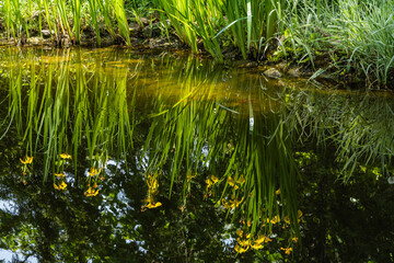 Reflection of yellow flowers of Iris pseudacorus (yellow flag, yellow iris) in mirror-clear water of large garden pond. Close-up. Blurred background. Selective focus. There is space for text.