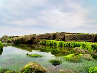 Fototapeta na wymiar Algae Covered Rocks - Lyme Regis Dorset