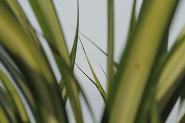 close up of grass