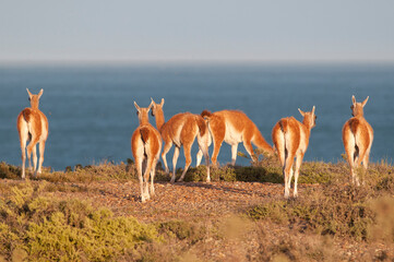 Guanaco, Lama Guanicoe,  Peninsula Valdes, Unesco World Heritage Site, Patagonia Argentina.