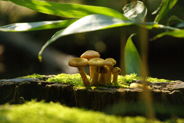 Gelbliche Pilze auf Baumstamm im Halbschatten 509590820 romantisch