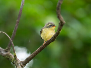 Yellow-bellied Fantail (Chelidorhynx hypoxantha) juvenile on the branch in nature at Intanon national park,Thailand