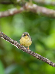 Yellow-bellied Fantail (Chelidorhynx hypoxantha) juvenile on the branch in nature at Intanon national park,Thailand