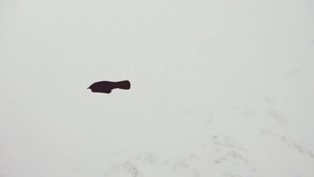The Alpine chough (Pyrrhocorax graculus) is flying, gliding over the snow-covered mountainside. Super slow motion 1000 fps.